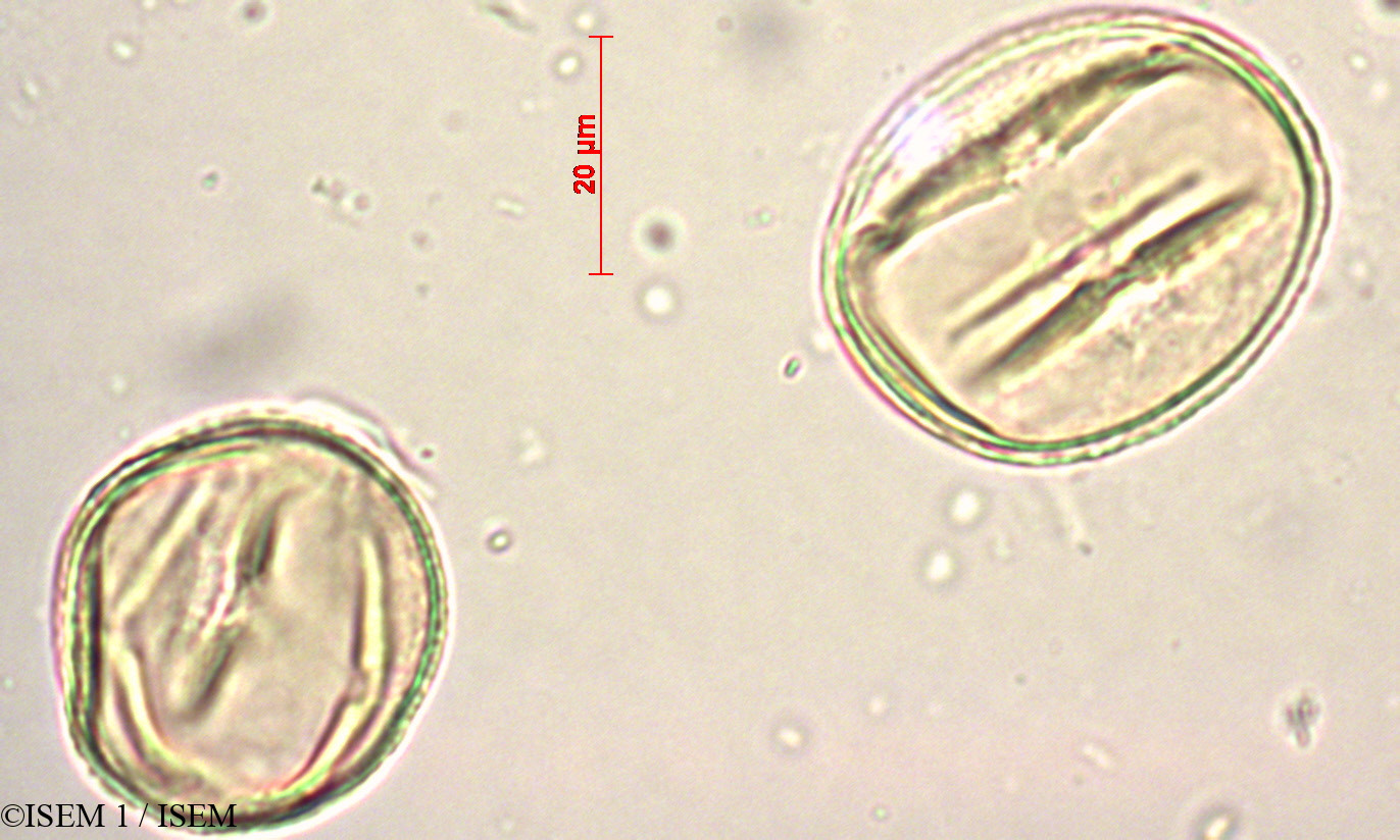 ISEM 1/Carica_papaya_19779/Carica_papaya_19779_0004(copy).jpg